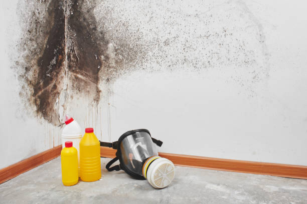 Best Mold Damage Repair  in Salado, TX