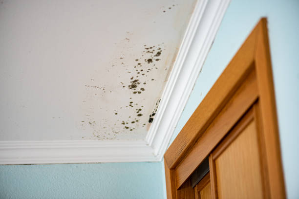 Best Toxic Mold Removal  in Salado, TX