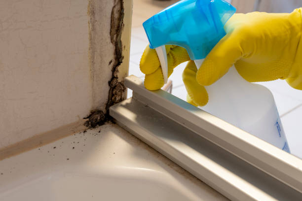 Best Emergency Mold Removal  in Salado, TX