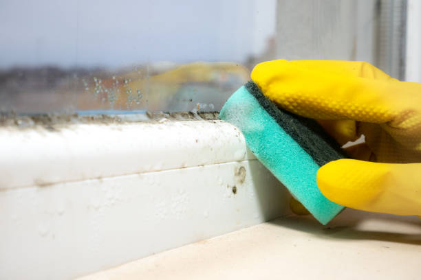 Best Mold Removal Near Me  in Salado, TX