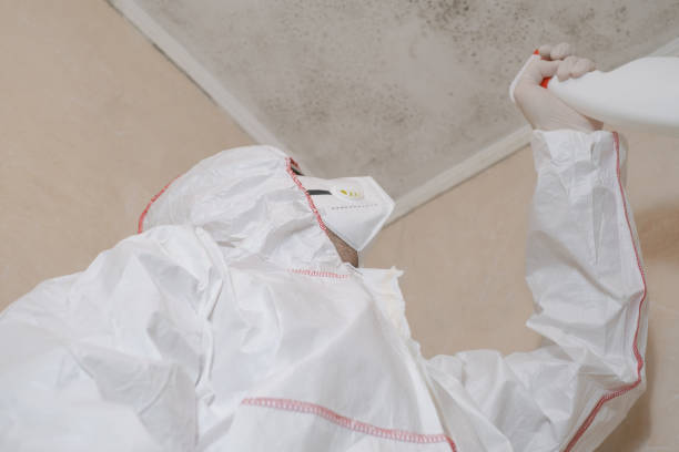 Best Affordable Mold Removal  in Salado, TX