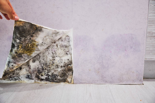 Office Mold Removal Services in Salado, TX